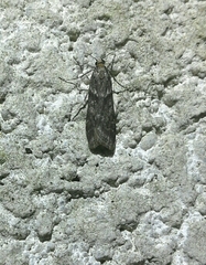 Eudonia angustea