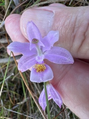 Calopogon barbatus
