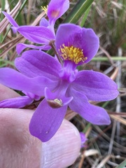 Calopogon barbatus