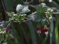 Ribes californicum