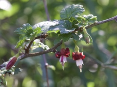 Ribes californicum