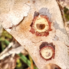 Polystepha symmetrica