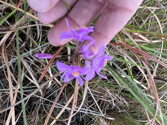 Calopogon barbatus