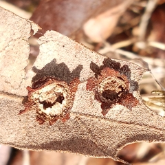 Polystepha symmetrica