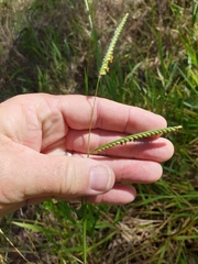 Urochloa eminii