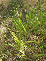 Urochloa eminii