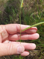 Urochloa eminii