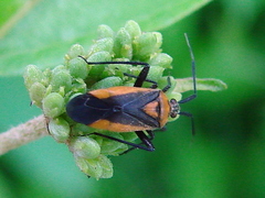 Taedia