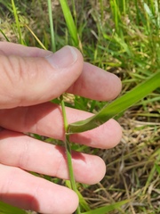 Urochloa eminii