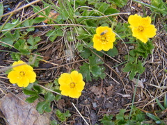 Potentilla flabellifolia
