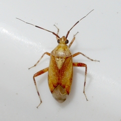 Taedia