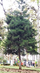 Araucariaceae