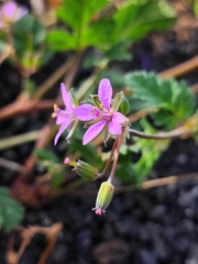 Erodium neuradifolium