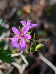 Erodium neuradifolium