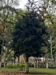 Araucariaceae
