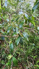 Trochocarpa laurina