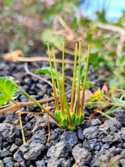 Erodium neuradifolium