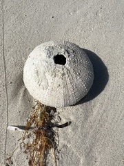 Tripneustes ventricosus