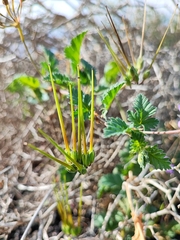 Erodium neuradifolium