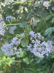 Ceanothus oliganthus