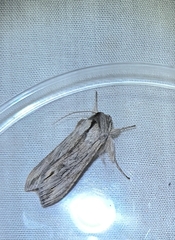 Lithophane leautieri