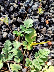Erodium neuradifolium