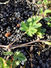 Erodium neuradifolium