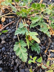 Erodium neuradifolium
