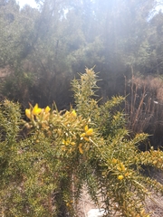Ulex parviflorus