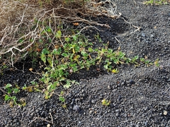 Erodium neuradifolium