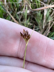 Rhynchospora fascicularis