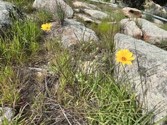 Dimorphotheca sinuata