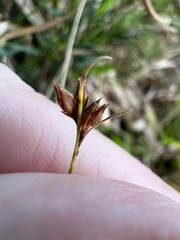 Rhynchospora fascicularis