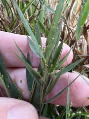 Dichanthelium patentifolium