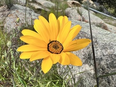 Dimorphotheca sinuata