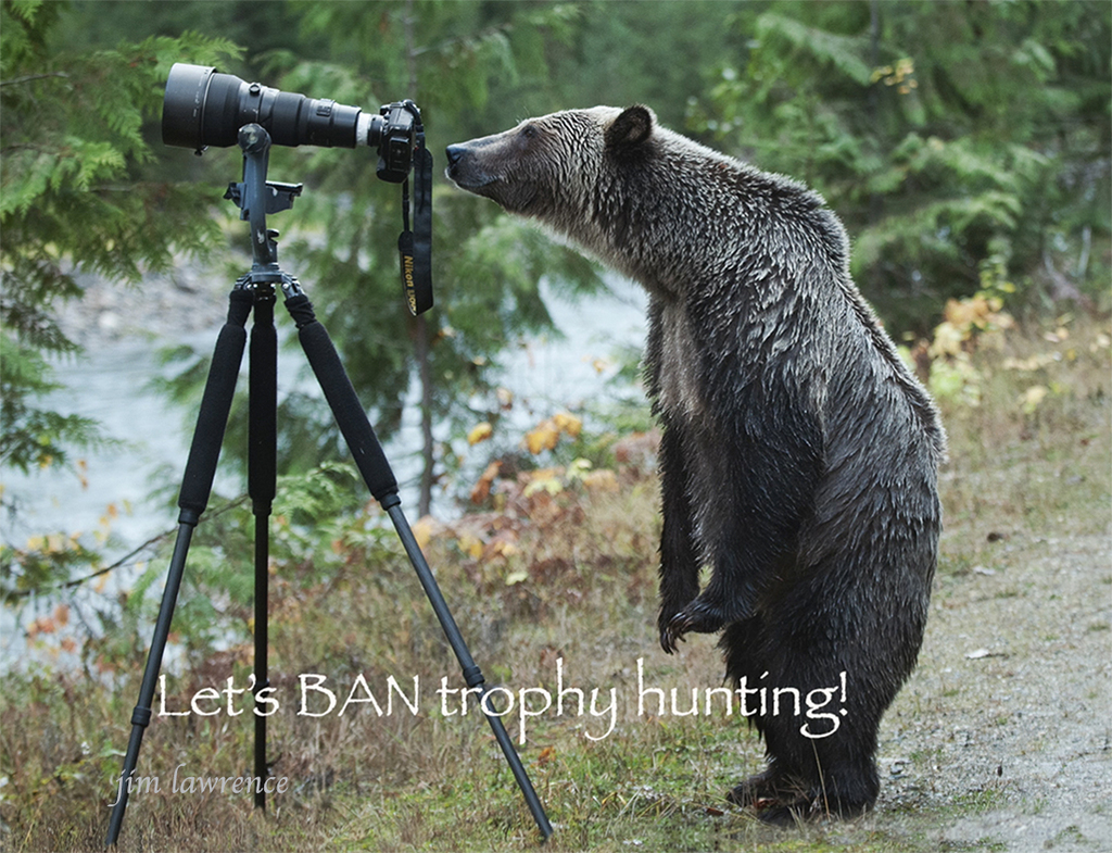 Grizzly Bear