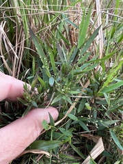 Dichanthelium patentifolium