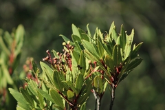 Heteromeles arbutifolia