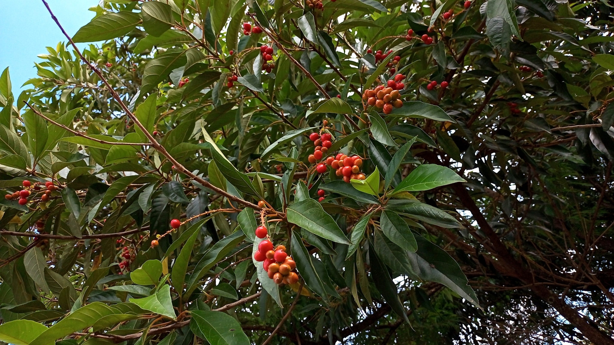 Citharexylum myrianthum