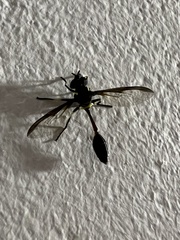 Salpingogaster