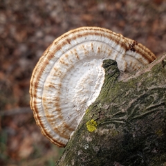 Daedaleopsis confragosa