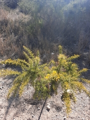 Ulex parviflorus