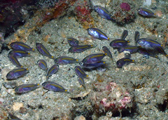 Acanthochromis polyacanthus