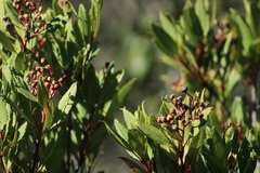 Heteromeles arbutifolia