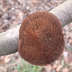 Daedaleopsis confragosa