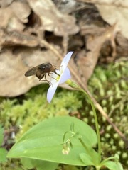 Rhingia nasica