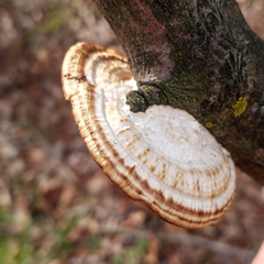 Daedaleopsis confragosa