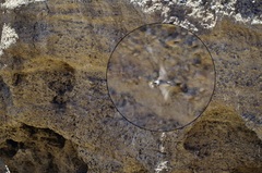 Ptyonoprogne fuligula anderssoni