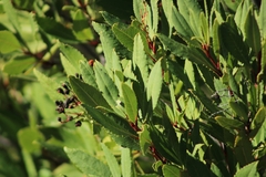 Heteromeles arbutifolia