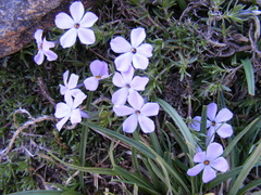 Phlox diffusa